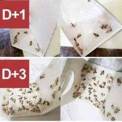 10 st flugfällor för att döda flugor och malar nemesis hushåll små insektsartefakter rismjöl mal klibbig rismal gnat malfälla
