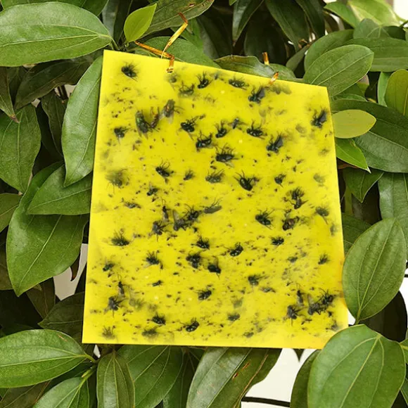Klibbig fälla för skadeinsekter Flugfångare 20-pack Gul 20x10 cm
